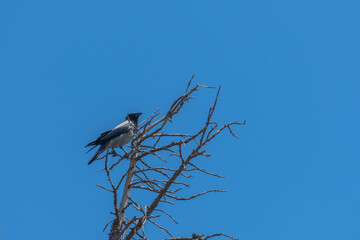 crow perched on dry tree branch, blue sky background