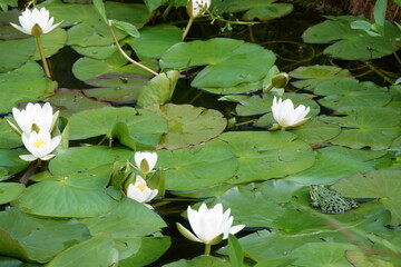 viele Seerose im Teich /Water lily in the pond © Christian