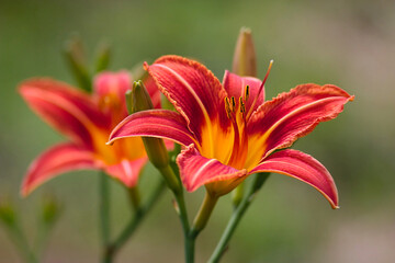 Obraz premium orange lily flower on a summer morning