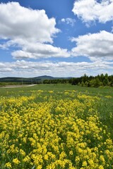 A field in bloom under a cloudy sky, Sainte-Apolline, Québec, Canada