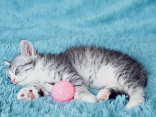 Cute adorable grey fluffy tabby kitten sleeping on blue soft blanket. Cat rest napping lying on bed. Care of pets concept