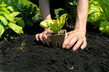 Hands of a young woman farmer close-up with a seedling in a peat pot. A girl puts the plant in the soil in her vegetable garden on a sunny day.