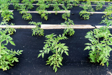 Neat beds of tomato bushes, carefully surrounded by agrofibre. Top view of a farm field with vegetable crops.