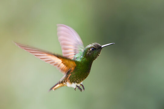 Bruinstaart-hoornkolibrie, Buff-tailed Coronet, Boissonneaua flavescensa