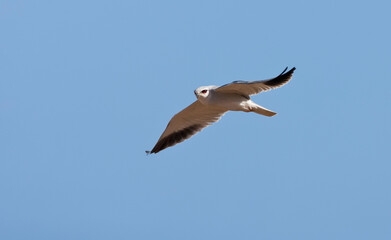 Grijze Wouw, Black-winged Kite, Elanus caeruleus