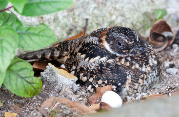 Vleugelbandnachtzwaluw, Band-winged Nightjar, Systellura longirostris