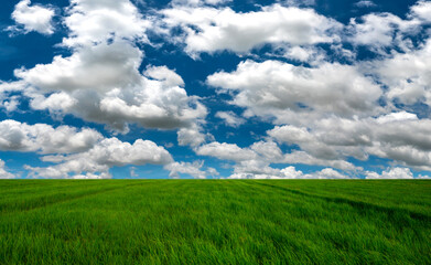 Fototapeta premium Panorama Landscape Of rice fields And blue Sky clouds Background.Rice plantation fields landscapes on a bright sunny day with patterns formed in natural background.