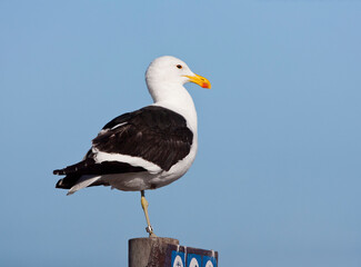 Kelpmeeuw, Cape Gull, Larus dominicanus vetula