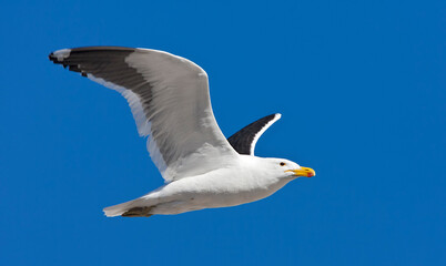 Kelpmeeuw, Cape Gull, Larus dominicanus vetula