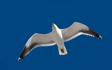Kelpmeeuw, Cape Gull, Larus dominicanus vetula