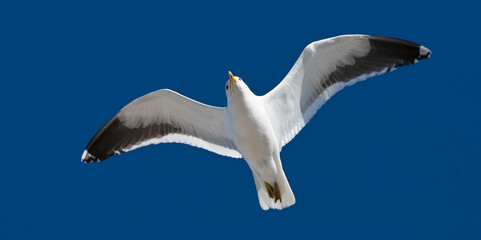 Kelpmeeuw, Cape Gull, Larus dominicanus vetula