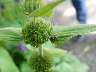 Blume mit Laus / Flower with louse