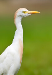 Koereiger, Cattle Egret, Bubulcus ibis