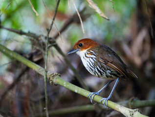 Naklejka premium Roestkapmierpitta, Chestnut-crowned Antpitta, Grallaria ruficapilla