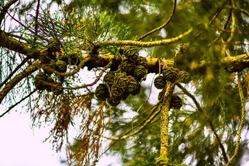 Fototapeta premium tree in the forest