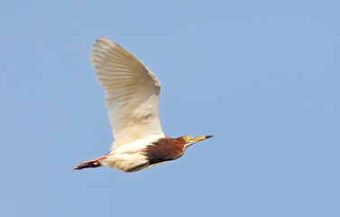Chinese Ralreiger, Chinese Pond-Heron, Ardeola bacchus