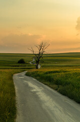 Lonely tree during sunset, Sułoszowa, Poland