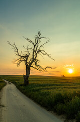 Lonely tree during sunset, Sułoszowa, Poland