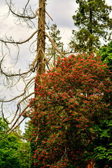 tree, blooming red chestnut