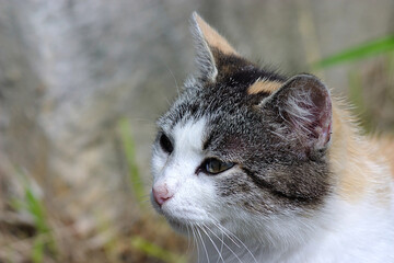 A mottled cat poses for a portrait