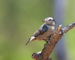 Chinese Boomklever, Chinese Nuthatch, Sitta villosa
