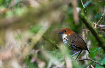 Roestkapmierpitta, Chestnut-crowned Antpitta, Grallaria ruficapilla
