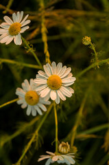 Camomile during sunset