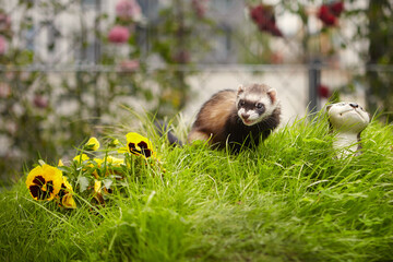 Ferret enjoying walking and game in sumer grass garden