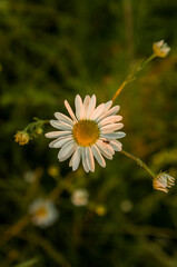 Camomile during sunset
