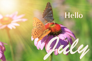 Two butterflies on a bright echinacea flower in the rays of the summer sun. Hello July wallpaper