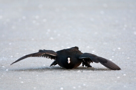 Meerkoet, Eurasian Coot, Fulica atra