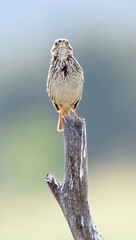 Grauwe Gors; Corn Bunting; Emberiza calandra