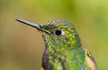 Bruinstaart-hoornkolibrie, Buff-tailed Coronet, Boissonneaua flavescensa