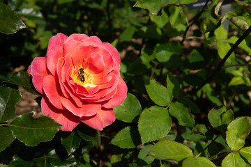 Pink rose in the garden with bee sitting inside it. Pink petals. Golden hour. 