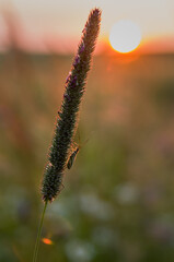 Small grasshopper in the grass during sunset