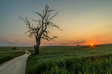 Lonely tree during sunset, Sułoszowa, Poland