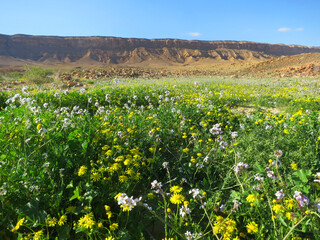 Negev woestijn in bloei; Negev desert in bloom; Mitzpe Ramon crater; Israel