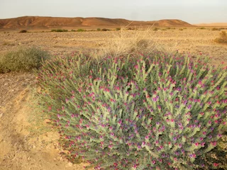 Fototapeten Steenwoestijn, stone desert  Ovda valley  Israel © AGAMI