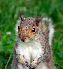 Inquisitive Squirrel.