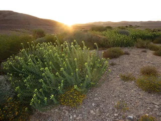 Foto auf Alu-Dibond Negev woestijn in bloei  Negev desert in bloom  Israel © AGAMI