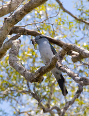 Koerol; Cuckoo Roller; Leptosomus discolor;
