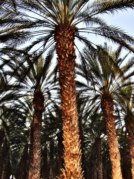 Landschap Israel; Landscape Israel