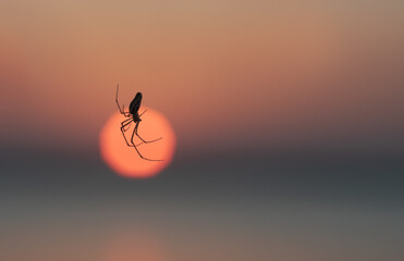 A spider descends on a web against the backdrop of the setting sun