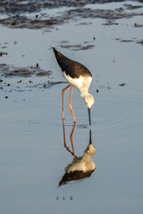 Italy Tuscany Maremma Grosseto, Castiglione della Pescaia, Diacia Botrona Nature Reserve, Birdwatching Birds of Swamp Himantopus Himantopus Knight of Italy Tringa Totanus Pettegola and Heroni