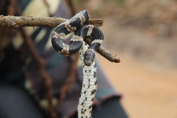 Snake wrapped around a branch