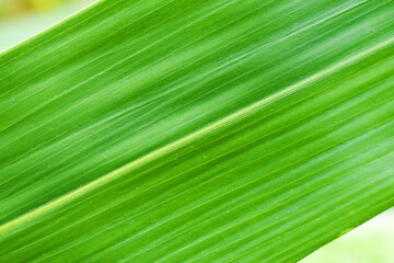 green leaf texture