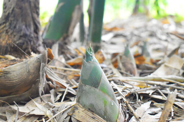 bird of paradise