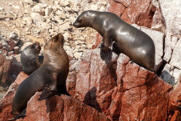 Ballestas islands sea lions