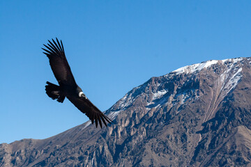 Colca Canyon Peru'