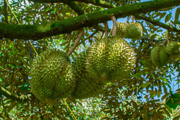 durian fruit on tree